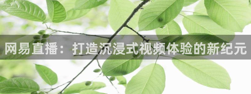 火凤足球直播：网易直播：打造沉浸式视频体验的新纪元