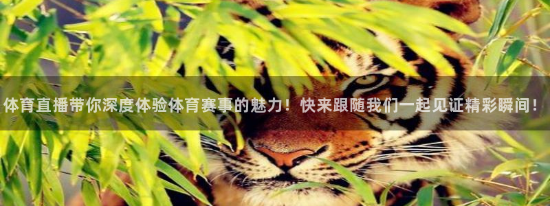 火凤体育直播高清入口：体育直播带你深度体验体育赛事的魅力！快来跟随我们一起见证精彩瞬间！